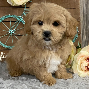 Shihpoo Puppy Kipper