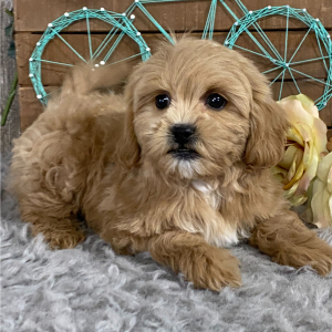 Shihpoo Puppy Kipper
