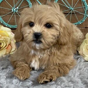 Shihpoo Puppy Kipper
