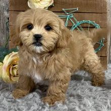 Shihpoo Puppy Kipper