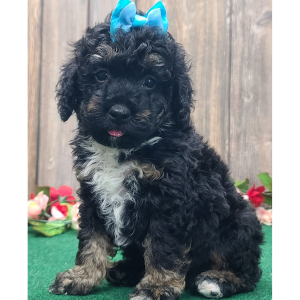 Cockapoo Puppy Rayna