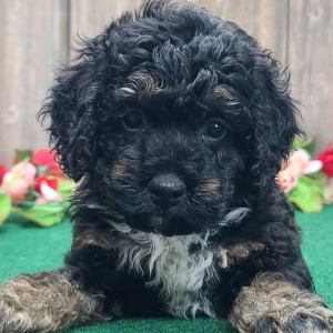 Cockapoo Puppy Rayna