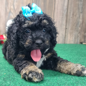 Cockapoo Puppy Rayna