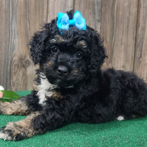 Cockapoo Puppy Rayna