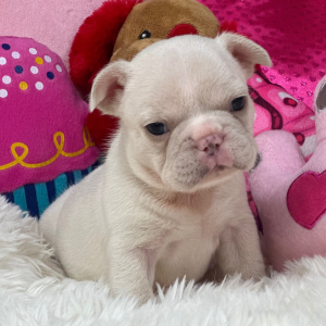 French Bulldog Puppy Platinum Prada