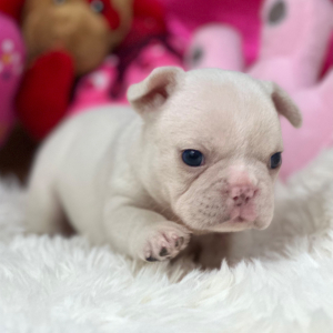 French Bulldog Puppy Platinum Prada