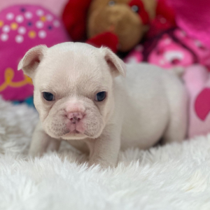 French Bulldog Puppy Platinum Prada