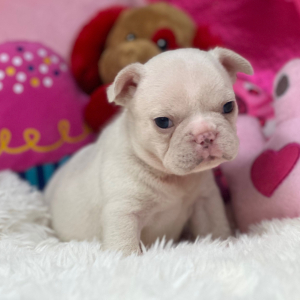French Bulldog Puppy Platinum Prada
