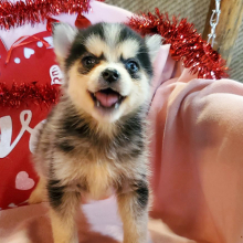 Pomsky Puppy Jade