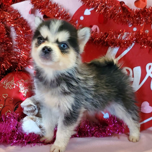 Pomsky Puppy Jade