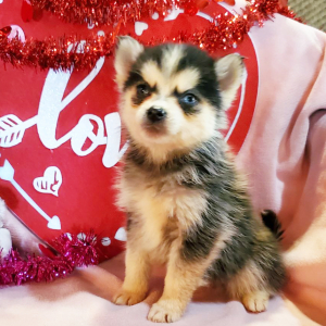 Pomsky Puppy Jade