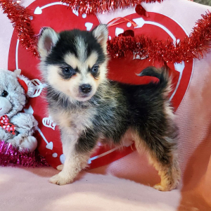 Pomsky Puppy Jade