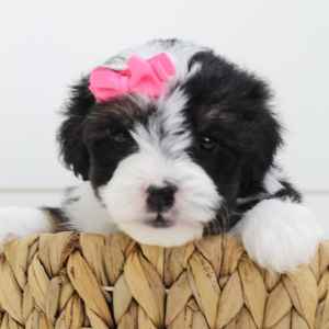 Bernedoodle Puppy Bella
