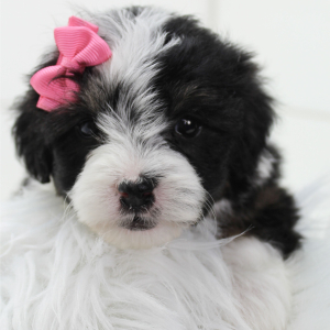 Bernedoodle Puppy Bella