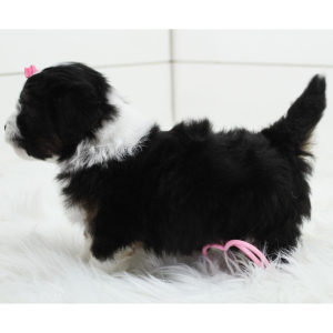 Bernedoodle Puppy Bella