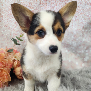 Pembroke Welsh Corgi Puppy Molly