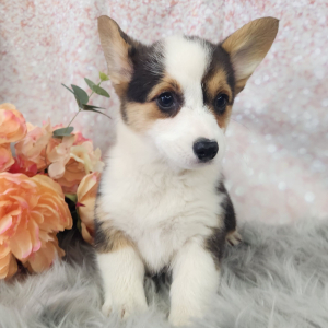 Pembroke Welsh Corgi Puppy Molly