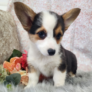 Pembroke Welsh Corgi Puppy Molly