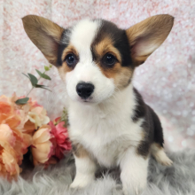 Pembroke Welsh Corgi Puppy Molly