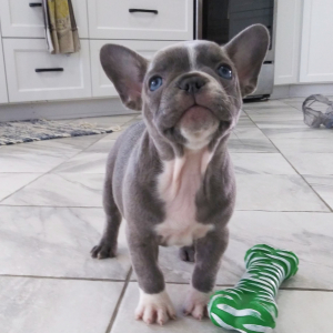 Frenchton Puppy Donna