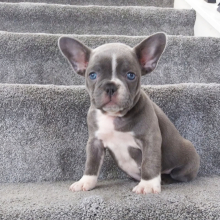 Frenchton Puppy Donna