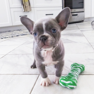 Frenchton Puppy Donna