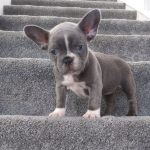 Frenchton Puppy Donna
