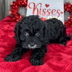 Cavapoo Puppy Ivy