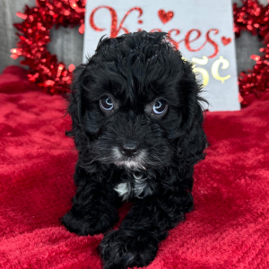 Cavapoo Puppy Ivy