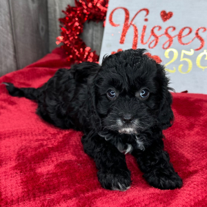 Cavapoo Puppy Ivy