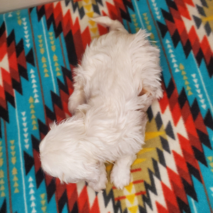 Cavapoo Puppy Iceberg