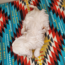 Cavapoo Puppy Iceberg