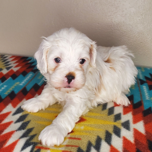 Cavapoo Puppy Iceberg