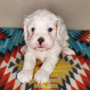 Cavapoo Puppy Iceberg