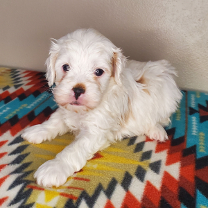 Cavapoo Puppy Iceberg