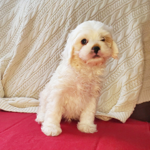 Cavapoo Puppy Iceberg