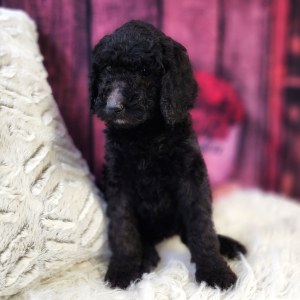 Poodle Puppy Millie