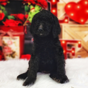 Poodle Puppy Millie