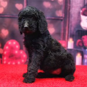 Poodle Puppy Millie