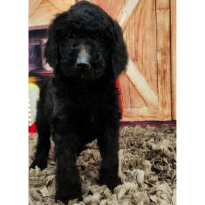 Poodle Puppy Millie
