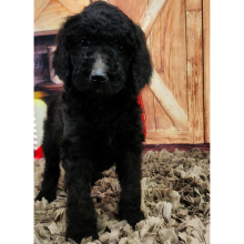 Poodle Puppy Millie