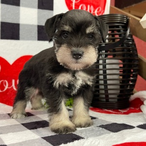 Miniature Schnauzer Puppy Miley