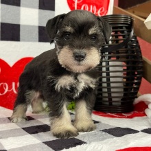 Miniature Schnauzer Puppy Miley