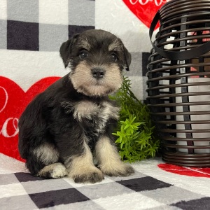 Miniature Schnauzer Puppy Miley