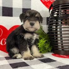 Miniature Schnauzer Puppy Miley