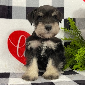 Miniature Schnauzer Puppy Miley