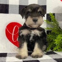 Miniature Schnauzer Puppy Miley