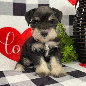 Miniature Schnauzer Puppy Miley