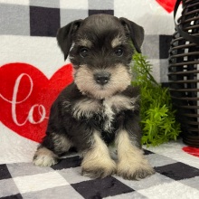 Miniature Schnauzer Puppy Miley