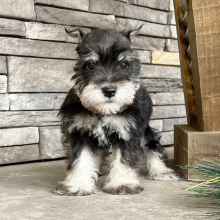 Miniature Schnauzer Puppy Miley